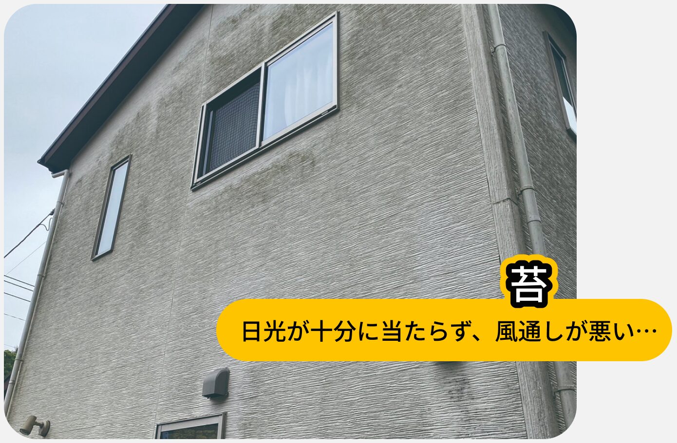 苔:日光が十分に当たらず、風通しが悪い…